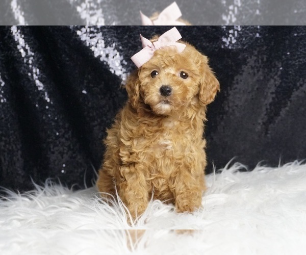 Medium Photo #5 Poodle (Toy) Puppy For Sale in WARSAW, IN, USA