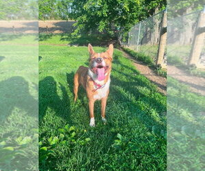 Border-Aussie Dogs for adoption in Osgood, IN, USA