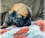 Small Photo #7 Cane Corso-Saint Bernard Mix Puppy For Sale in ANDERSON, CA, USA