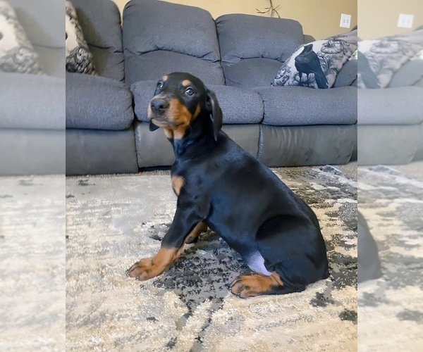 Medium Photo #36 Doberman Pinscher Puppy For Sale in YUCCA VALLEY, CA, USA