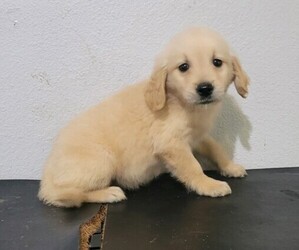 Golden Retriever Puppy for sale in NOVI, MI, USA
