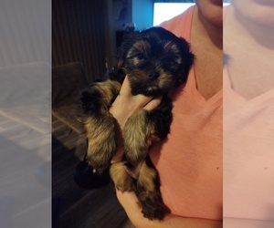 Morkie Puppy for sale in LAKEVILLE, MN, USA
