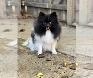 Pomeranian Puppy for sale in STKN, CA, USA