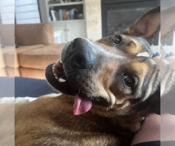 Medium Photo #30 American Pit Bull Terrier-Unknown Mix Puppy For Sale in Fargo, ND, USA