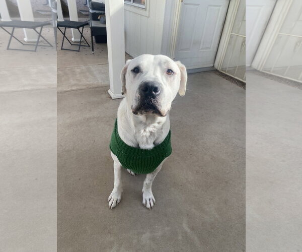 Medium Photo #3 Boxer-Dalmatian Mix Puppy For Sale in Chandler, AZ, USA