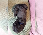 Small #1 Saint Berdoodle
