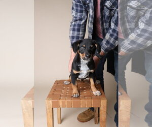 Mutt Dogs for adoption in Garner, NC, USA