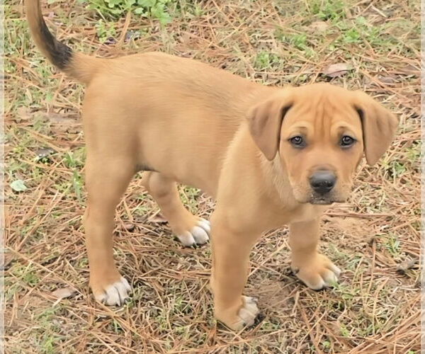 Medium Photo #2 Labloodhound Puppy For Sale in Alexander, AR, USA