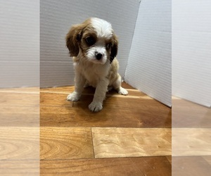 Cavalier King Charles Spaniel Puppy for sale in FORT ATKINSON, WI, USA