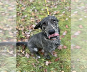 Huskies -Labrador Retriever Mix Dogs for adoption in Columbus, IN, USA