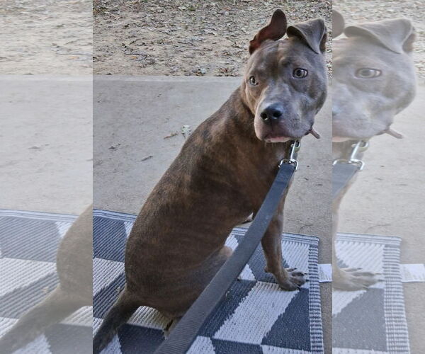 Medium Photo #4 American Pit Bull Terrier-Unknown Mix Puppy For Sale in Germantown, OH, USA