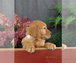 Susie - Female Golden Retriever Puppy for Sale - Photo #3