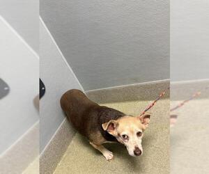 Chihuahua-Unknown Mix Dogs for adoption in Las Vegas, NV, USA