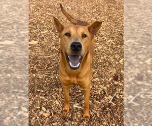 Chinese Shar-Pei-Unknown Mix Dogs for adoption in Santa Cruz, CA, USA
