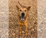 Small Chinese Shar-Pei Mix