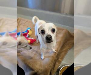 Chihuahua Dogs for adoption in San Martin, CA, USA