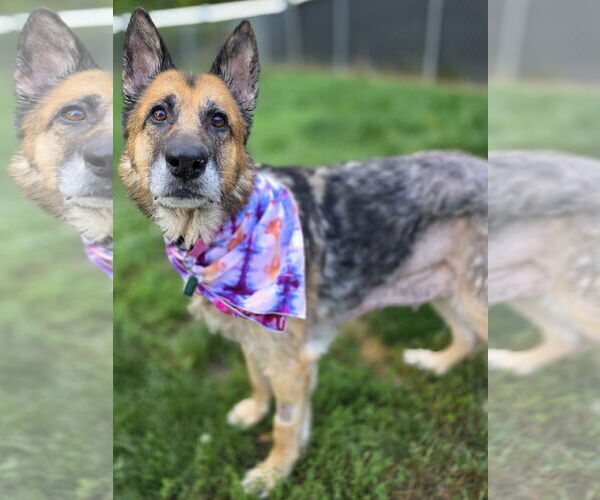 Medium Photo #5 German Shepherd Dog-Unknown Mix Puppy For Sale in Clarkston, MI, USA