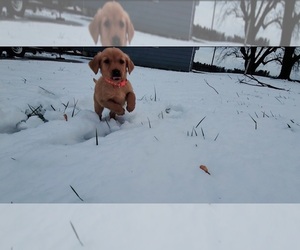 Golden Retriever Puppy for sale in BRANDON, WI, USA