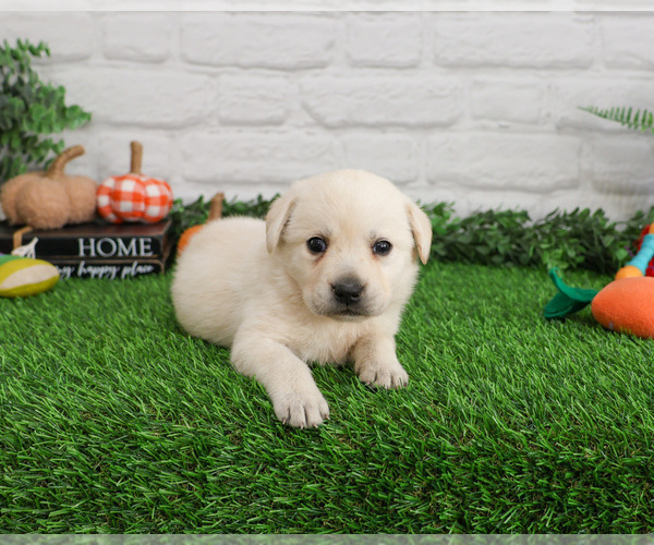 Medium Photo #3 Labrador Retriever Puppy For Sale in SYRACUSE, IN, USA