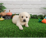 Small #2 Labrador Retriever