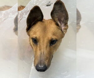 Shollie Dogs for adoption in Las Vegas, NV, USA