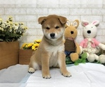 Small Photo #3 Shiba Inu Puppy For Sale in REDWOOD CITY, CA, USA