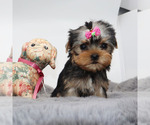 Small #3 Yorkshire Terrier