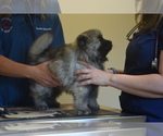 Small Photo #23 Keeshond Puppy For Sale in FAYETTEVILLE, TN, USA
