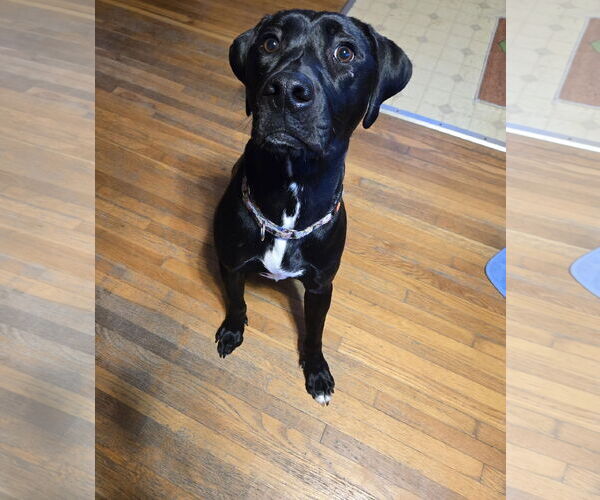 Medium Photo #3 American Pit Bull Terrier-Labrador Retriever Mix Puppy For Sale in Princeton, MN, USA