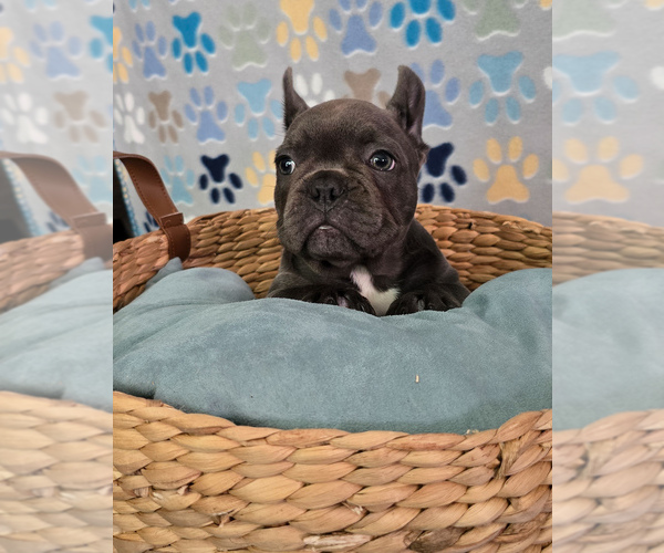 Medium Photo #4 French Bulldog Puppy For Sale in SPRING, TX, USA