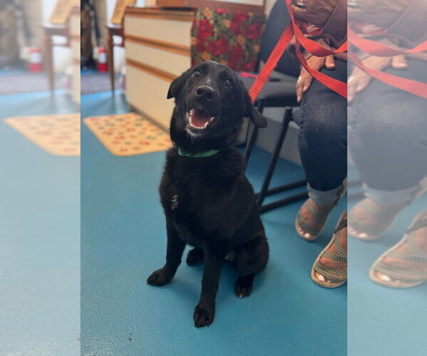 Medium Photo #1 Mutt Puppy For Sale in Muskegon, MI, USA