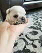 Small Photo #9 French Bulldog Puppy For Sale in CARVER, OR, USA