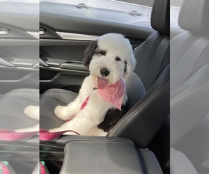 Sheepadoodle Puppy for sale in MIRAMAR, FL, USA
