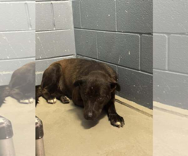 Medium Photo #1 Mutt Puppy For Sale in Rowlett, TX, USA