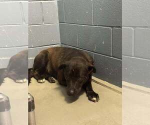 Mutt Dogs for adoption in Rowlett, TX, USA