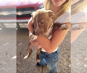 American Pit Bull Terrier Puppy for sale in MOUNTAIN HOME, TX, USA