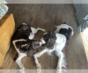Mother of the English Springer Spaniel puppies born on 11/05/2021