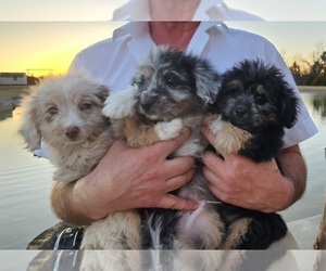 Miniature Australian Shepherd-Poodle (Toy) Mix Puppy for Sale in JONES, Oklahoma USA