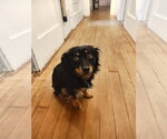 Small Photo #6 Tibetan Spaniel-Unknown Mix Puppy For Sale in San Francisco, CA, USA