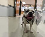 Small #1 American Pit Bull Terrier Mix