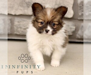 Papillon Puppy for sale in GORDONVILLE, PA, USA