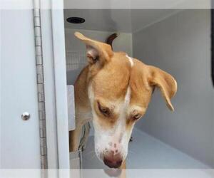 Labrador Retriever Dogs for adoption in Houston, TX, USA