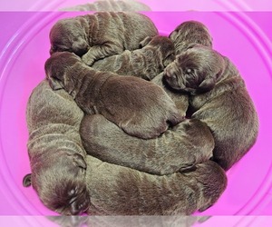 Labrador Retriever Puppy for sale in BARDSTOWN, KY, USA