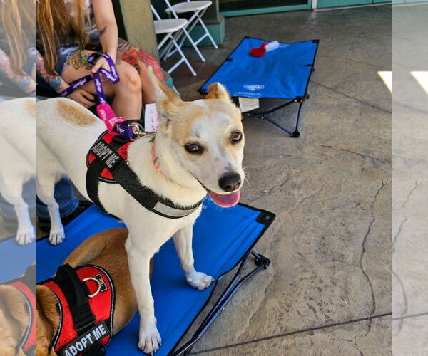 Medium Photo #5 Labrador Retriever-Unknown Mix Puppy For Sale in San Diego, CA, USA