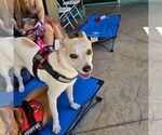 Small #4 Labrador Retriever Mix