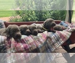 Image preview for Ad Listing. Nickname: Litter of 9