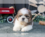 Small #2 Shih Tzu