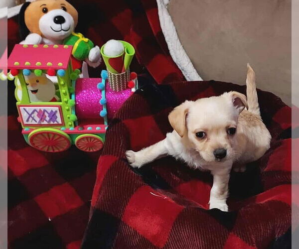 Medium Photo #3 Cairn Terrier-Unknown Mix Puppy For Sale in Arlington, WA, USA