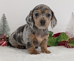 Small #2 Dachshund