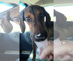 Small #1 Doberman Pinscher Mix